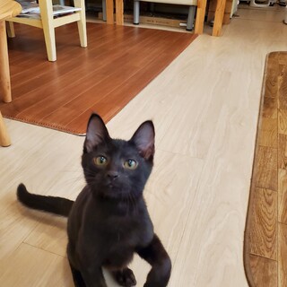 遊ぶの大好き元気いっぱいなテト君(低糖)♂️