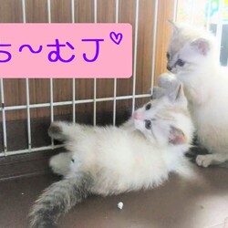 中止★超☆子猫ラッシュ!! in瀬戸◇保護猫の臨時譲渡会2022年6月25日 ちーむ にゃいんず