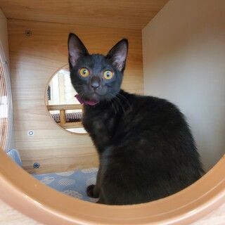 カト(加糖)ちゃん♀️①(更新済)