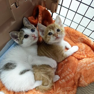 仲良し兄弟いっしょにお願いします