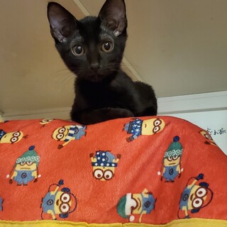 元気いっぱいビト(微糖)ちゃん♀️