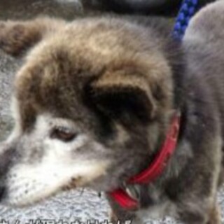 6キロシニアちゃん