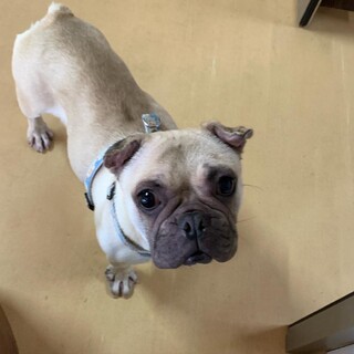 フレブル   女の子　さんちゃん