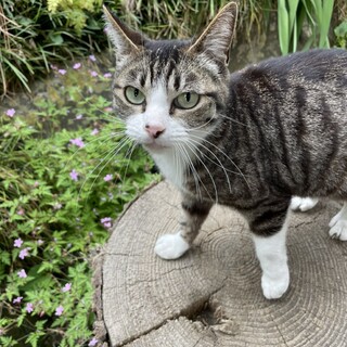 境内で保護した人懐っこい猫の里親さん募集！