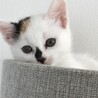 トライアル決定：4/26産まれ 白色多めの三毛猫 サムネイル7