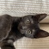ももンも