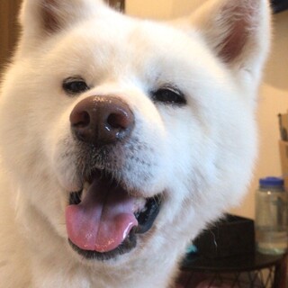 おっとりな秋田犬「ブウ」男の子