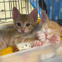 寒川町役場で保護猫の譲渡会