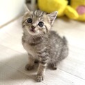 甘え上手な女の子♪ひばりちゃん1.5ヶ月