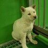 4-6-030◆可愛い子犬◆家族に迎えませんか？ サムネイル4