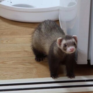 性格が優しいフェレットです