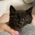 三つ子の1ヶ月ほどの黒猫子猫男の子