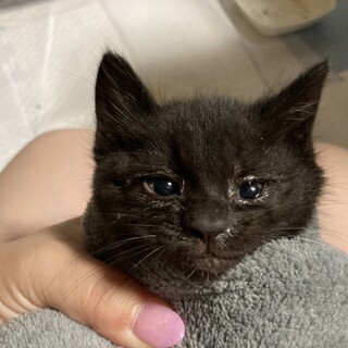 三つ子の1ヶ月ほどの黒猫子猫男の子