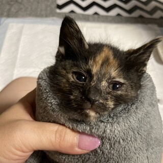 三つ子の1ヶ月ほどのサビ猫メス