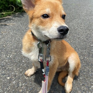 チャチャの家族を探してます。