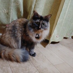 にゃんとも､はぁ・・・。