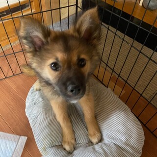 里親さん決まりました子犬生後３か月♂風汰くん