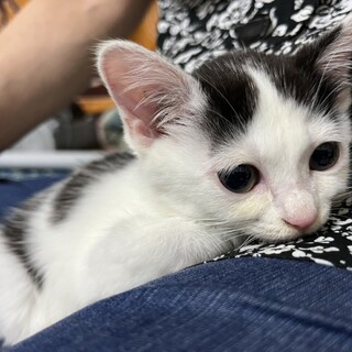 黒白可愛いるるちゃん