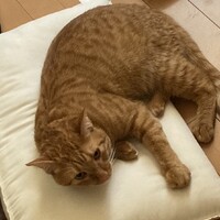 ととろ
