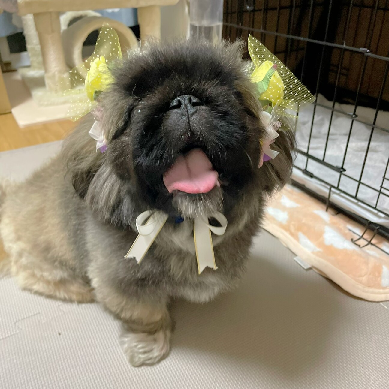 パワフルなアンジュくん✩」三重県 - 犬の里親募集(404806) :: ペット ...