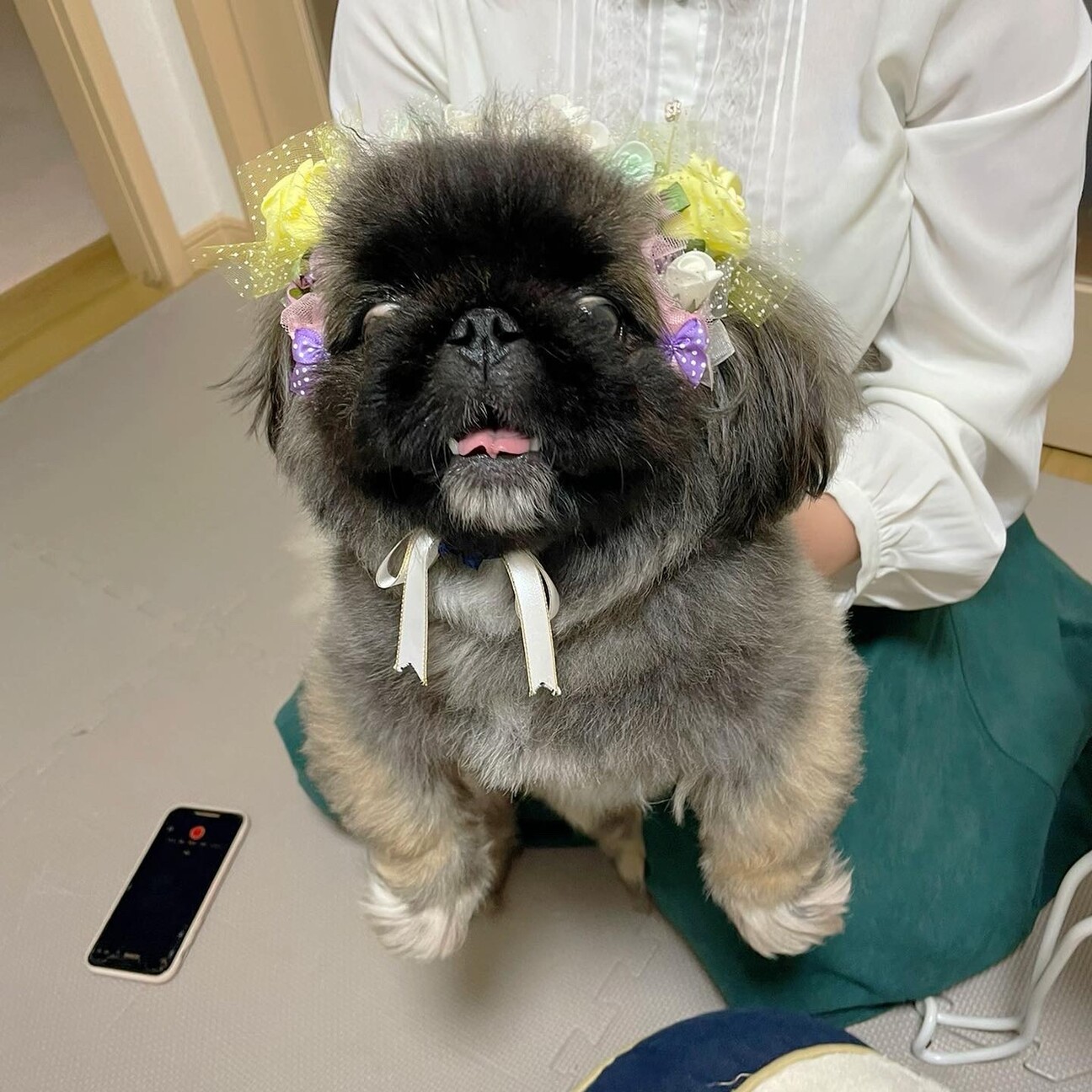 パワフルなアンジュくん✩」三重県 - 犬の里親募集(404806) :: ペット ...