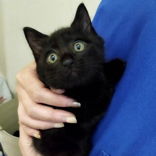 ライフちゃん^_^緊急里親募集中！