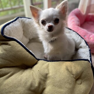 甘え下手なチワワ♀チロルちゃん