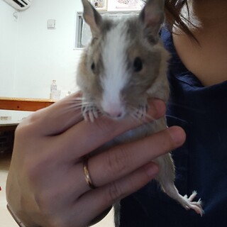 デグー♀　2ヶ月