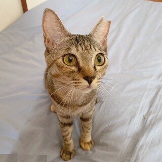 運命の出会い待っています