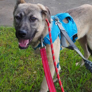 「りき」男の子