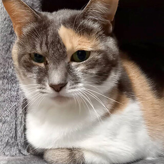 交渉中/パステルグレーがキレイなグリーンアイのみお