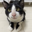 【至急7/10ﾘﾘｰｽ】大人しい甘えん坊♂1歳半