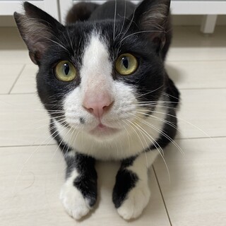 【至急7/10ﾘﾘｰｽ】大人しい甘えん坊♂1歳半