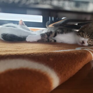 生後1,5ヶ月オス2頭