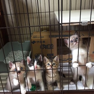 1ヶ月弱の4兄妹