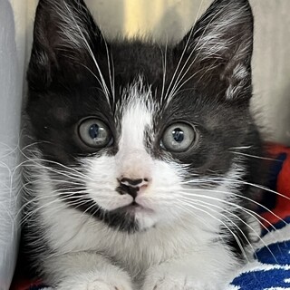 黒白ハチワレの2ヶ月齢男の子