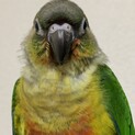 【ウロコインコ】2020年生まれ