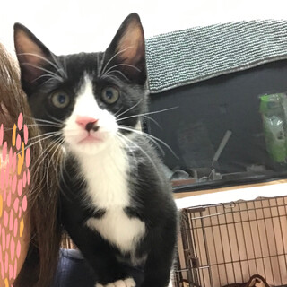 甘ったれ♡先住猫がいれば1匹OKのしゅん太♡