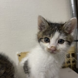 元気な三姉妹♀しらたまちゃん