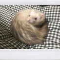 少し激しい女の子　飼育経験あり応募者を探す