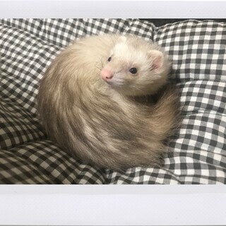 少し激しい女の子　飼育経験あり応募者を探す