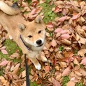 柴犬　男の子　7ヶ月