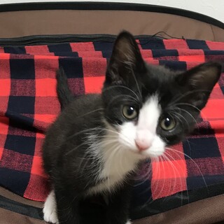 甘ったれ先住猫さんがいれば1匹OKのけん太♡