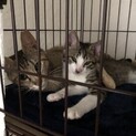 とっても絆の深い親子猫２匹を一緒に迎えて下さる方