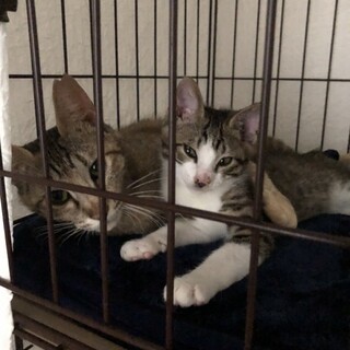 とっても絆の深い親子猫２匹を一緒に迎えて下さる方