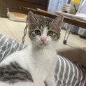 お膝大好き甘えっ子♀あずきちゃん