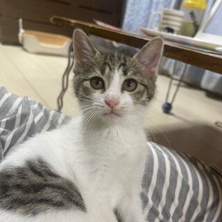 お膝大好き甘えっ子♀あずきちゃん
