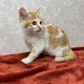 この顔にピンと来たら！即申し込み、即飼い♥️もん太