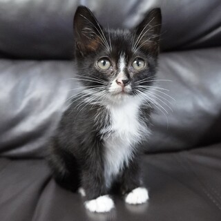 1.5ヶ月位の元気いっぱいの子猫