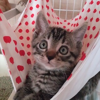 甘えん坊な兄妹☆生後１か月